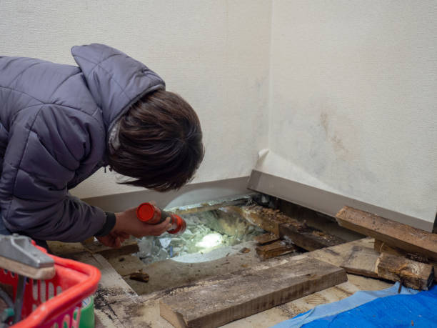 Best Mold Removal for HVAC Installations  in Fort Llins, CO
